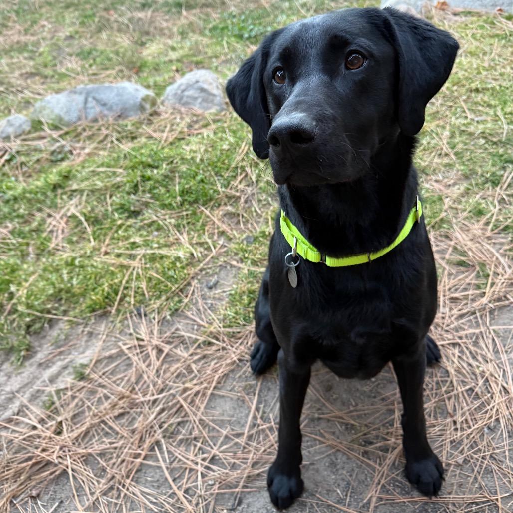 Enlarge Die Hard, a Adoptable mixed breed in Incline Village, NV image 3/5