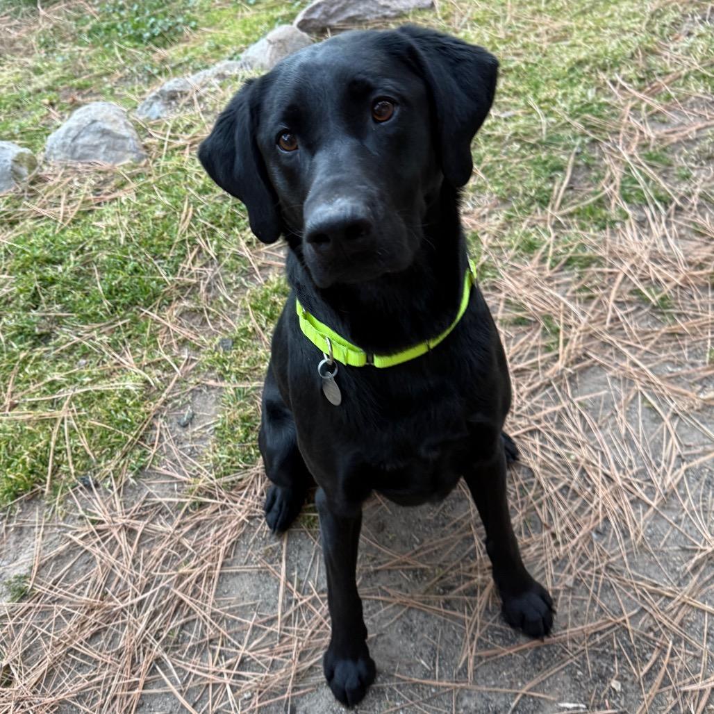 Enlarge Die Hard, a Adoptable mixed breed in Incline Village, NV image 4/5