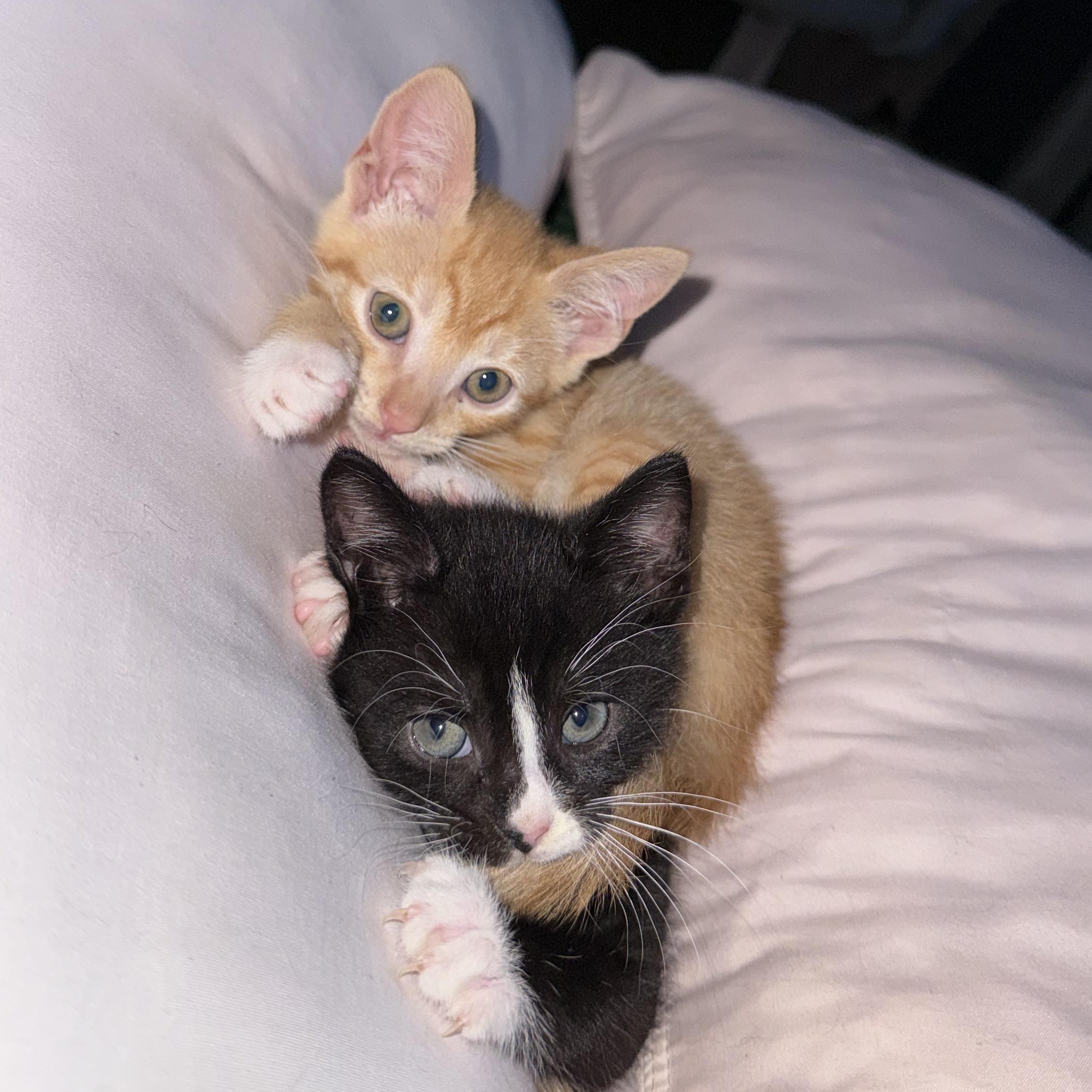 Lilippe & Maurice, an adopted mixed breed in Hyattsville, MD image 6/6