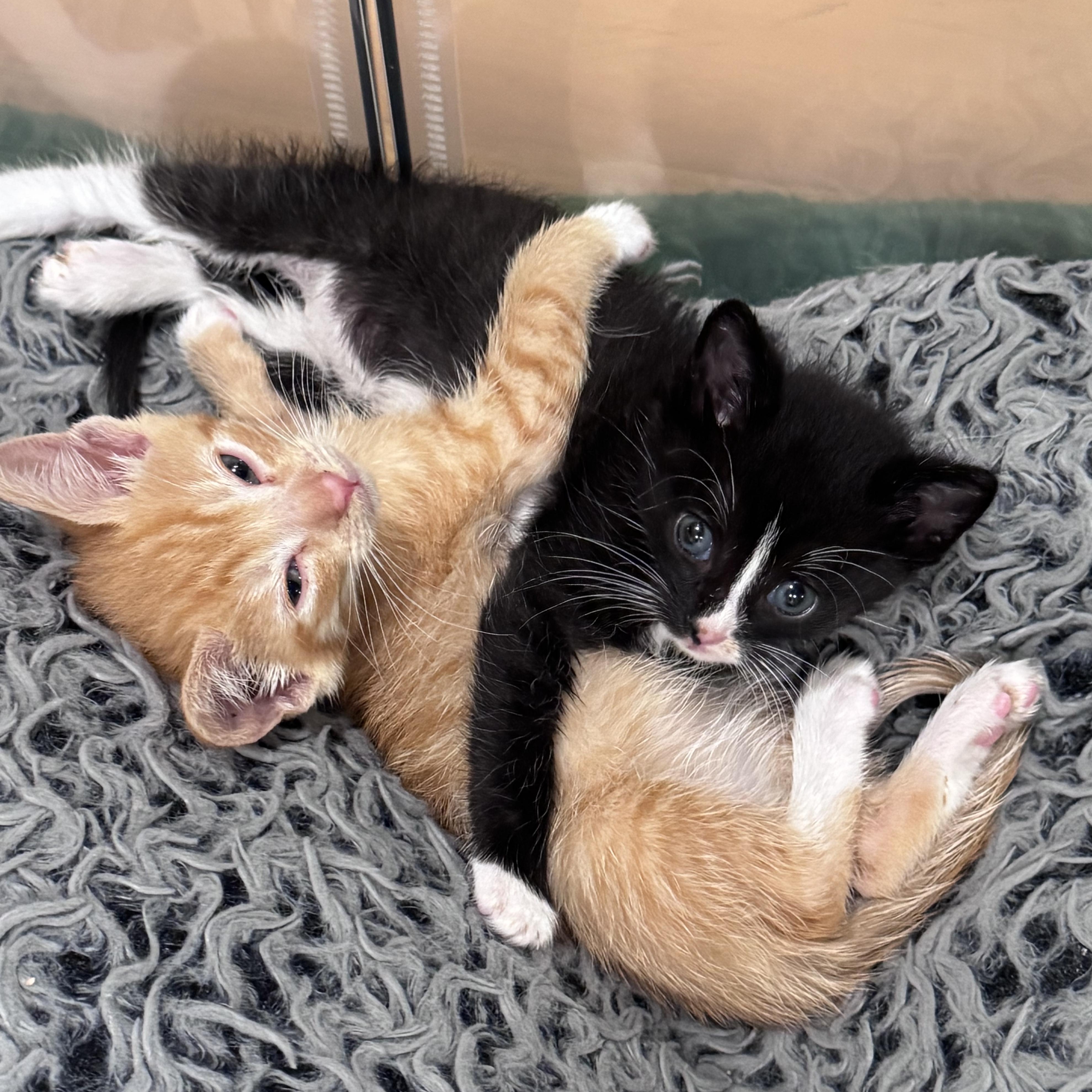 Lilippe & Maurice, adopted, Kitten Female Tabby & Tuxedo.