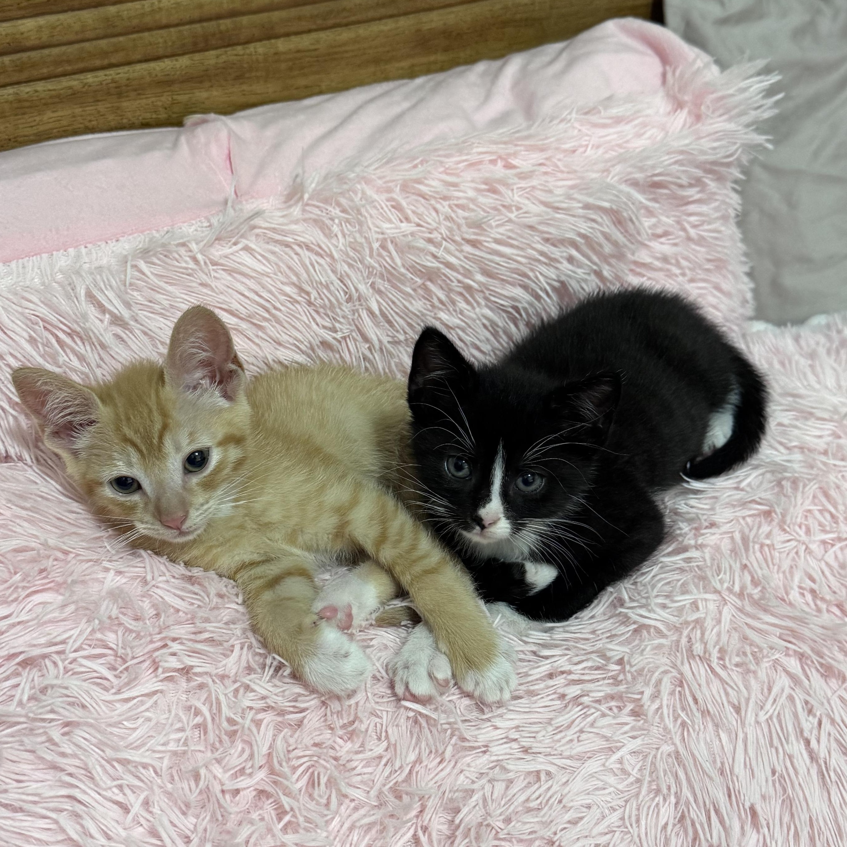Lilippe & Maurice, an adopted mixed breed in Hyattsville, MD image 3/6