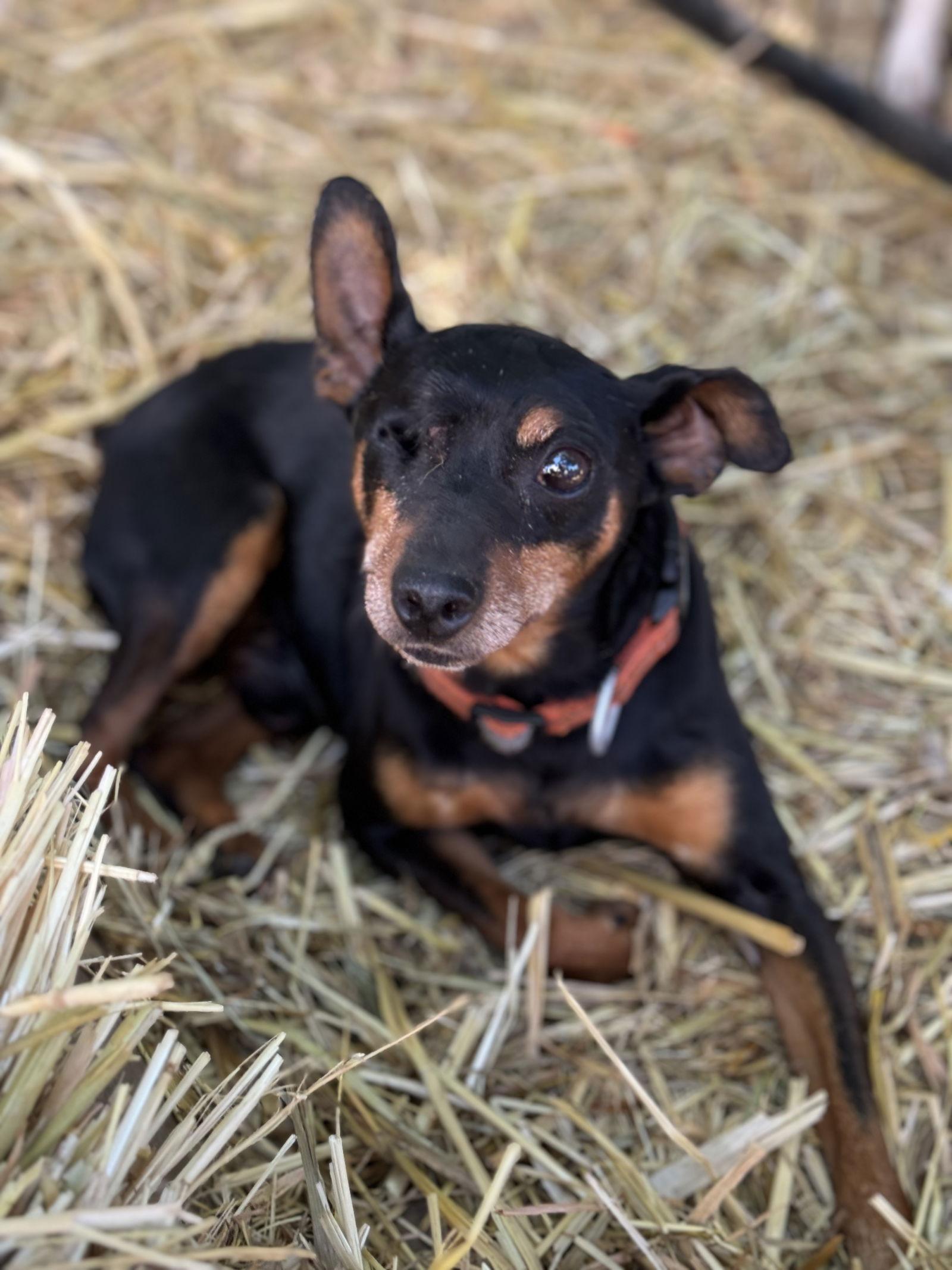 HOOK, a Adoptable Miniature Pinscher in Chico, CA image 1/3