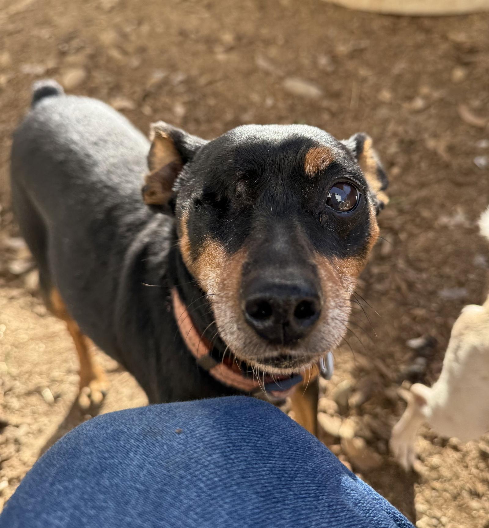 HOOK, a Adoptable Miniature Pinscher in Chico, CA image 2/3