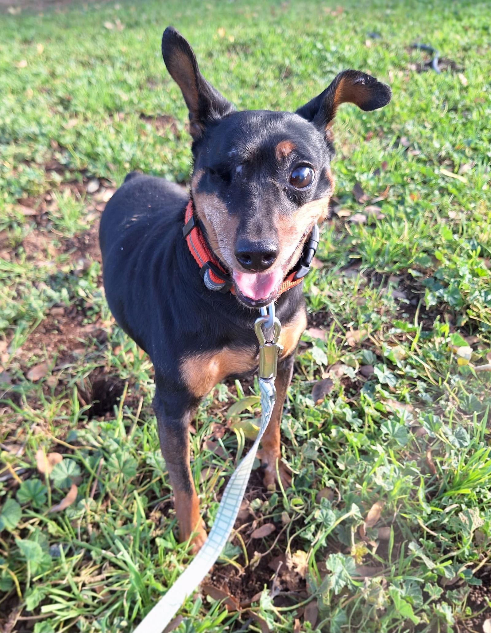 HOOK, a Adoptable Miniature Pinscher in Chico, CA image 3/3