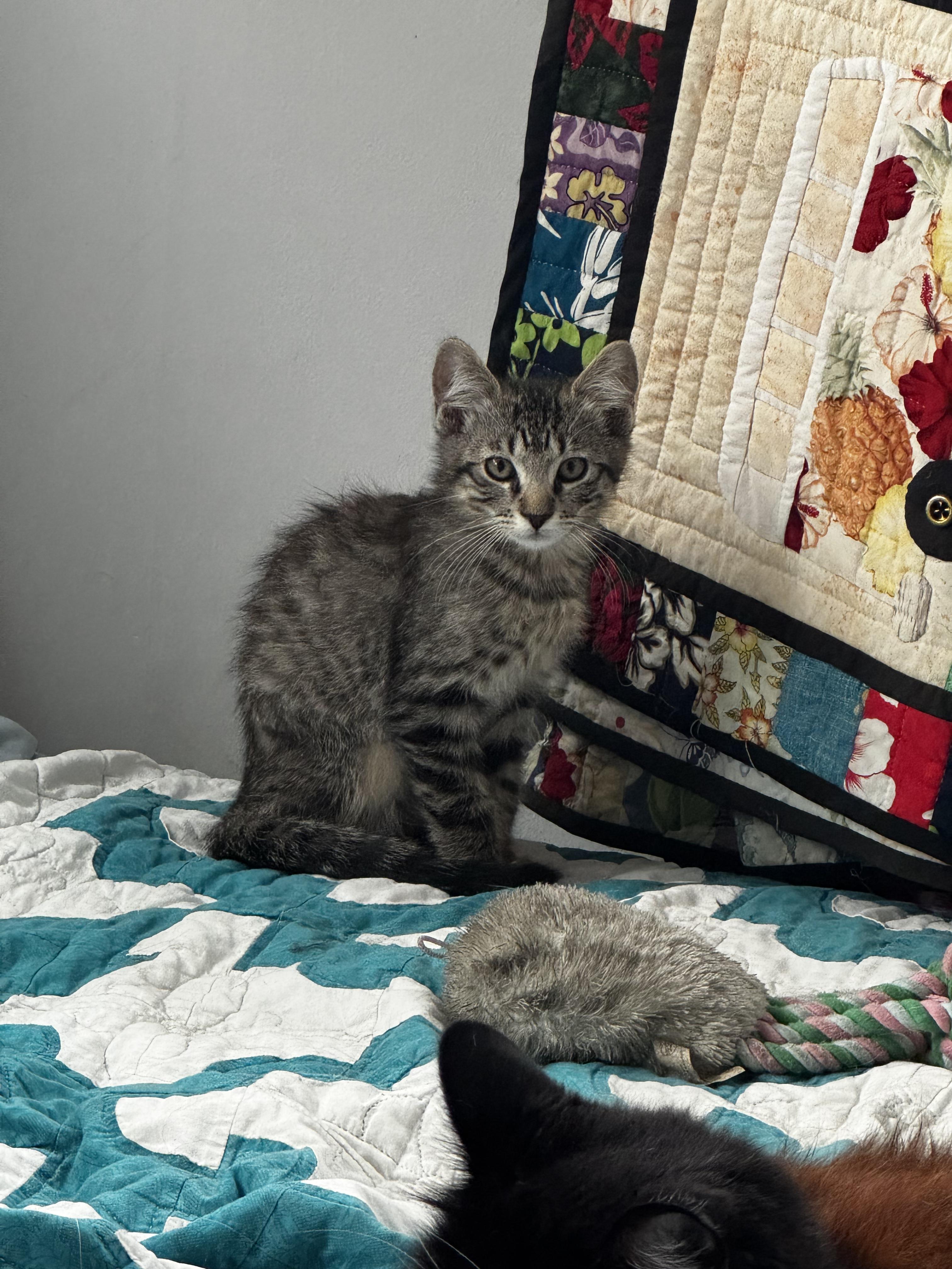 Stevie- Dog Friendly, a ADOPTABLE Tabby in Fountain Valley, CA image 4/4
