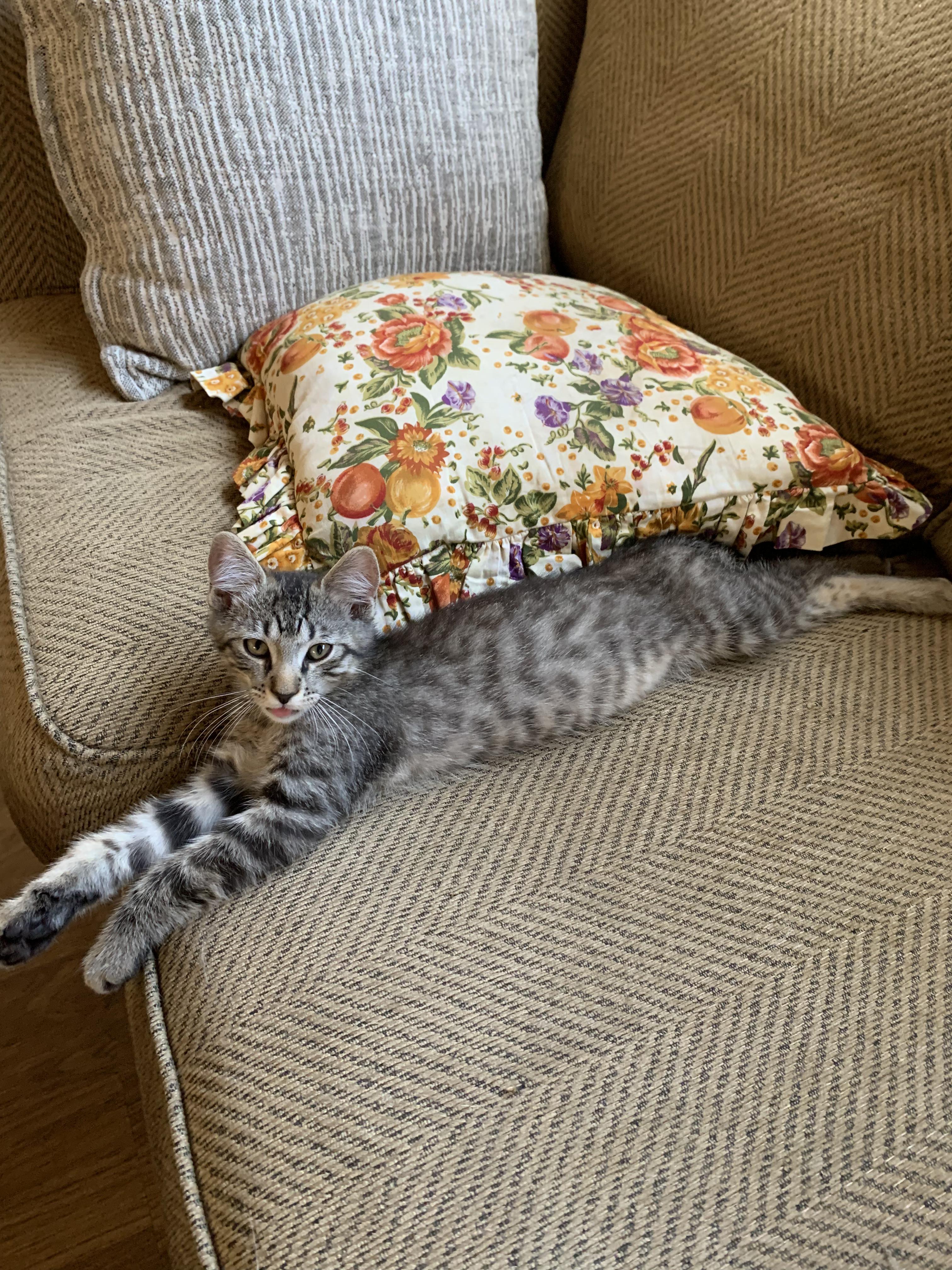 Stevie- Dog Friendly, ADOPTABLE, Young Male Tabby.