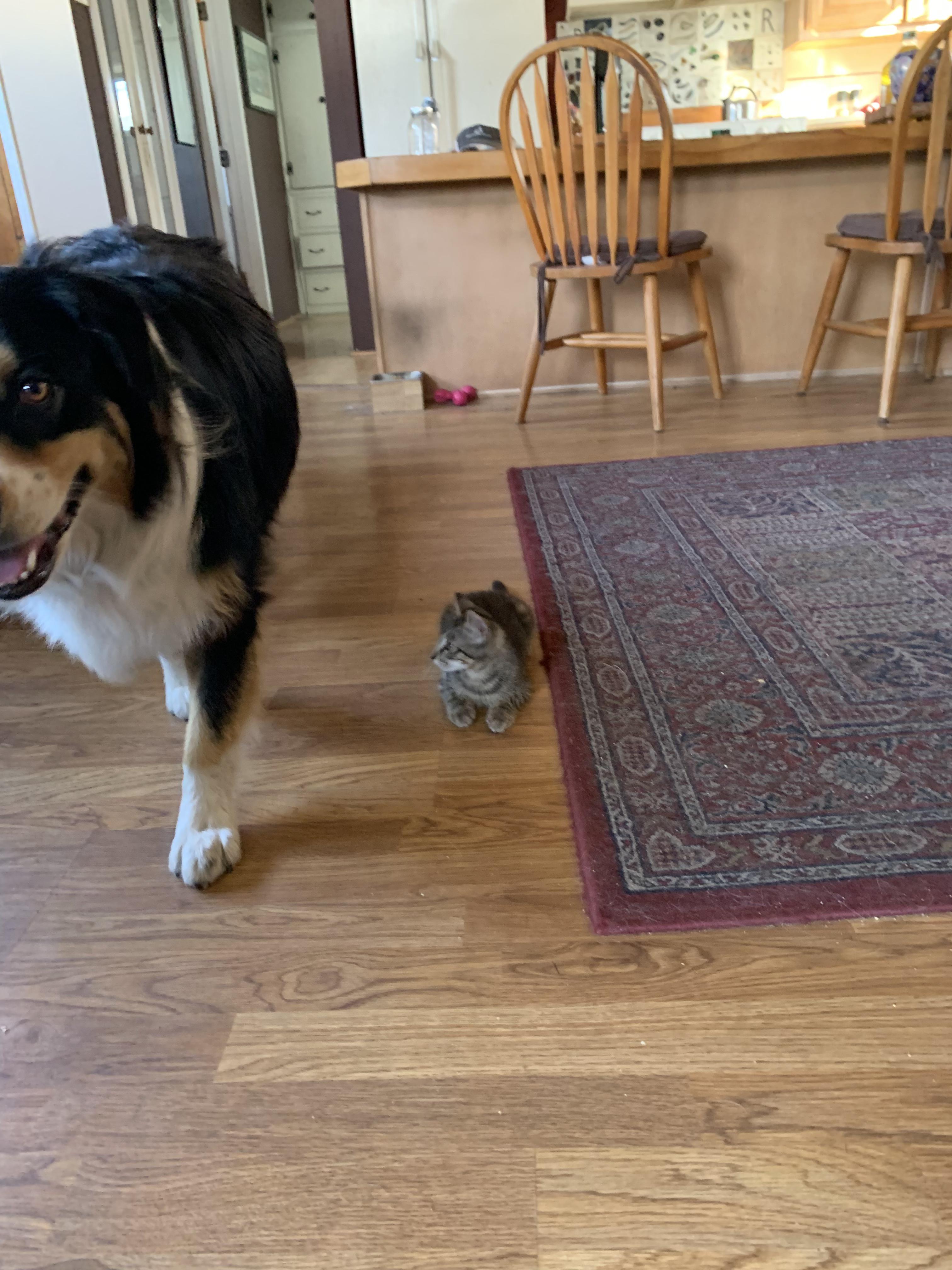 Stevie- Dog Friendly, a ADOPTABLE Tabby in Fountain Valley, CA image 3/4