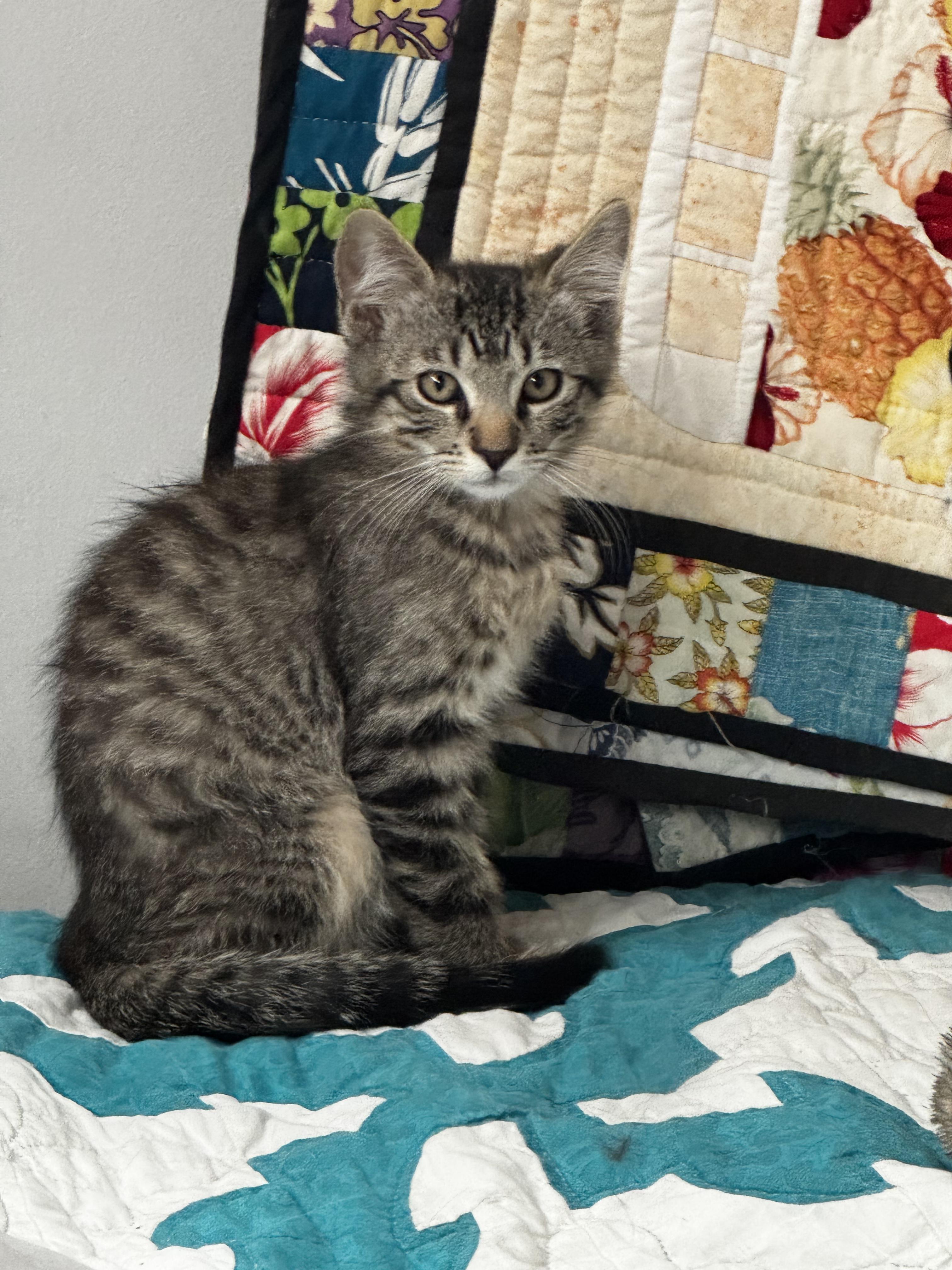 Stevie- Dog Friendly, a ADOPTABLE Tabby in Fountain Valley, CA image 2/4