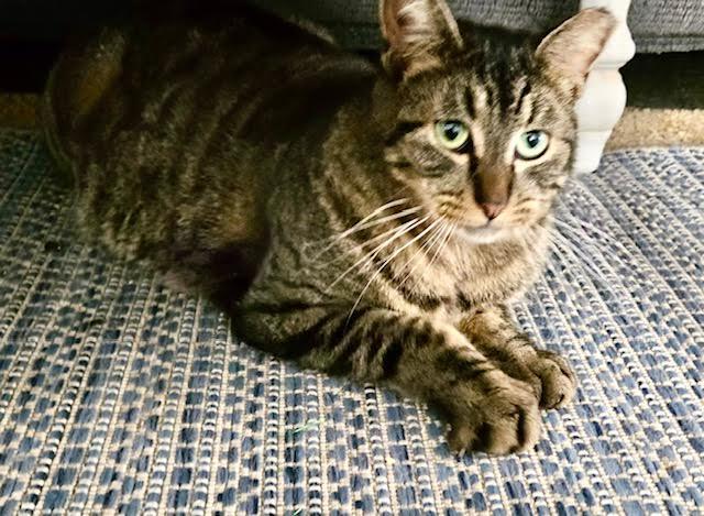 Enlarge TiggerLani, a Adoptable Tabby in Tustin, CA image 6/6