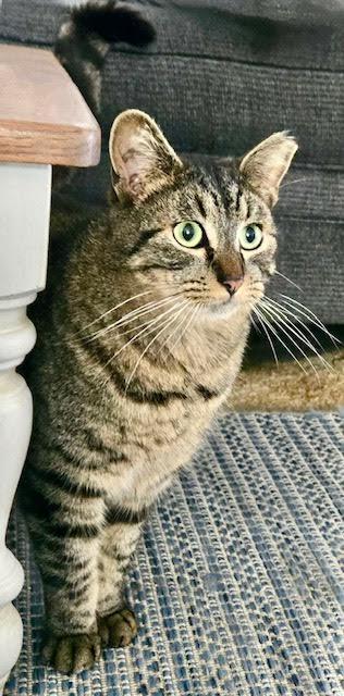 Enlarge TiggerLani, a Adoptable Tabby in Tustin, CA image 4/6