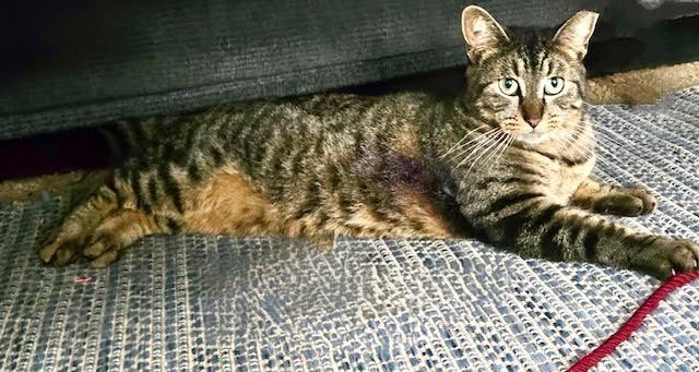 Enlarge TiggerLani, a Adoptable Tabby in Tustin, CA image 5/6