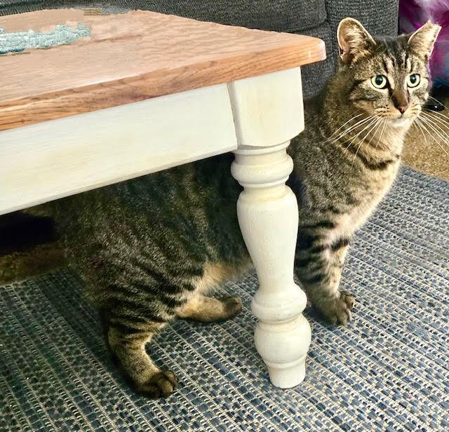TiggerLani, Adult Male Tabby