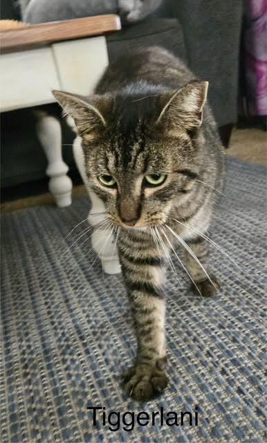 Enlarge TiggerLani, a Adoptable Tabby in Tustin, CA image 3/6