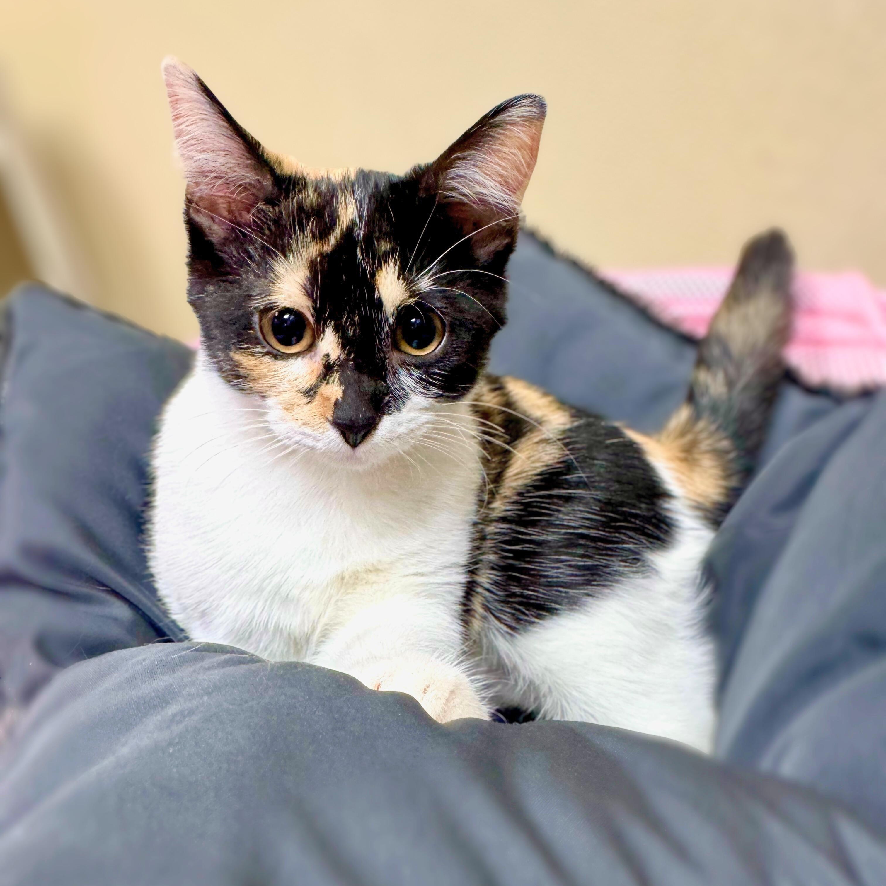 Mira, adopted, Young Female Domestic Short Hair.