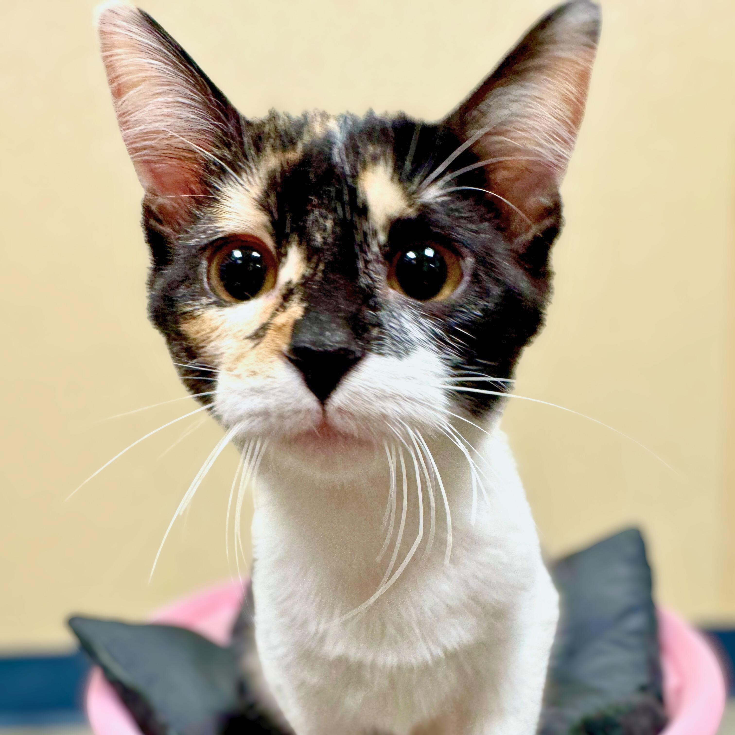 Mira, an adopted Domestic Short Hair in Quincy, IL image 2/2