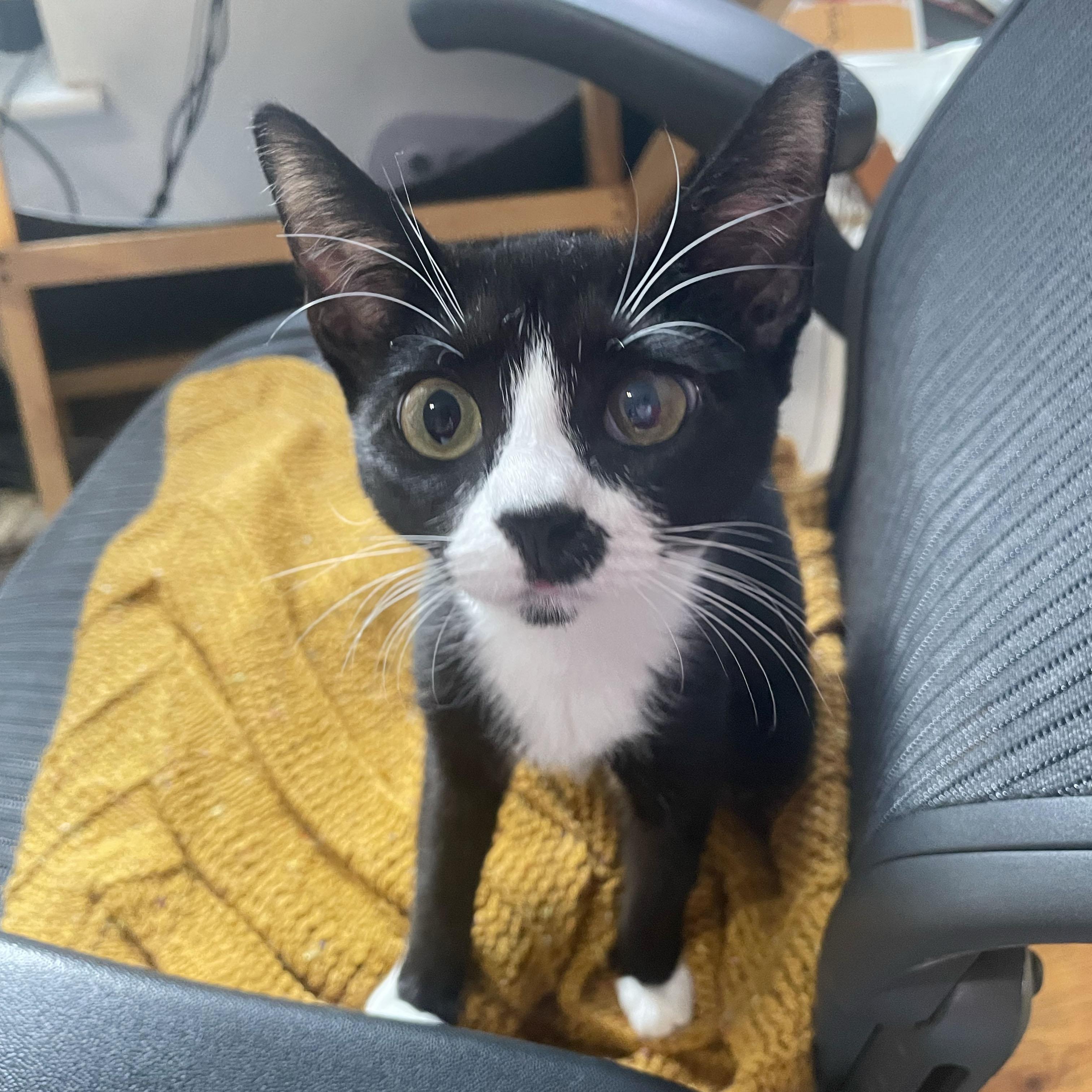 Enlarge Maine, a Adoptable Domestic Short Hair in BROOKLYN, NY image 1/6