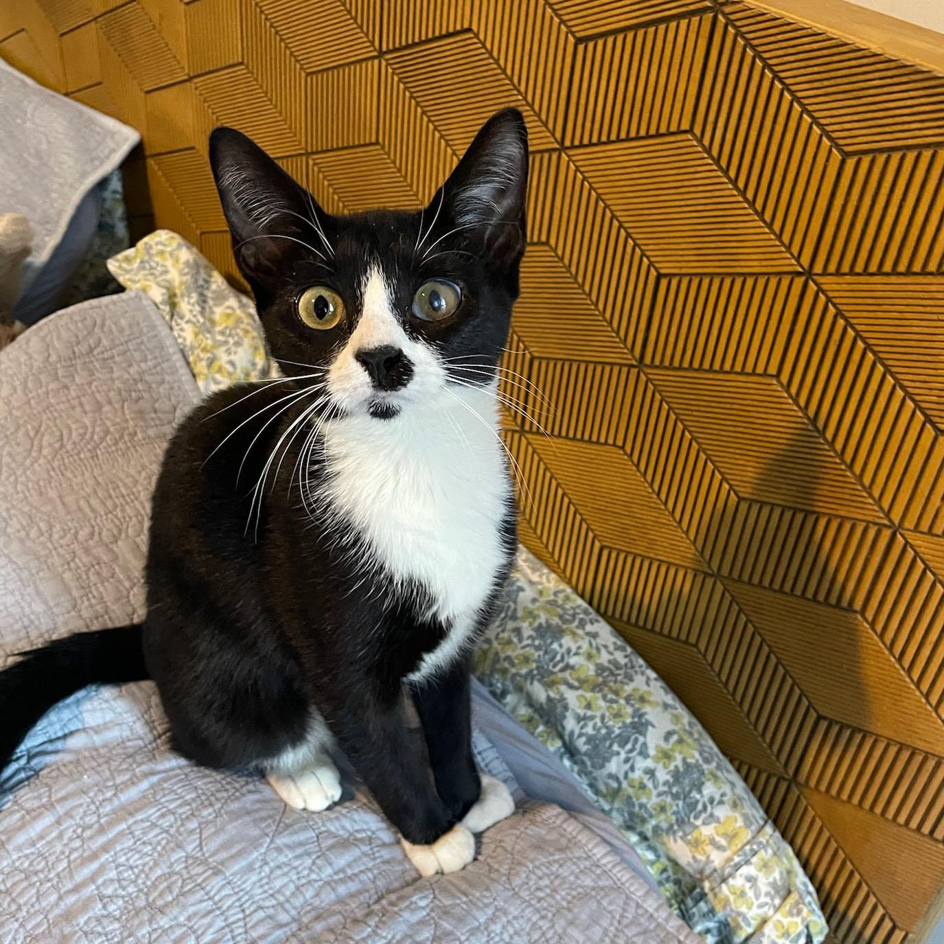 Enlarge Maine, a Adoptable Domestic Short Hair in BROOKLYN, NY image 2/6