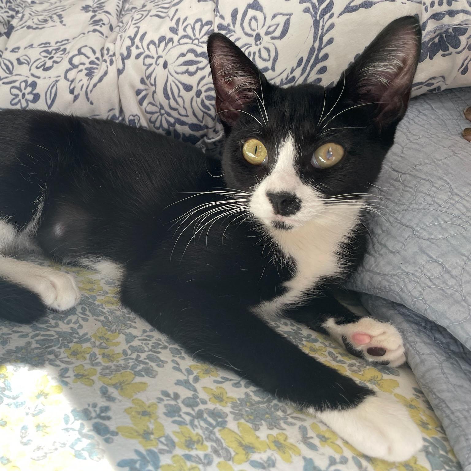 Enlarge Maine, a Adoptable Domestic Short Hair in BROOKLYN, NY image 3/6