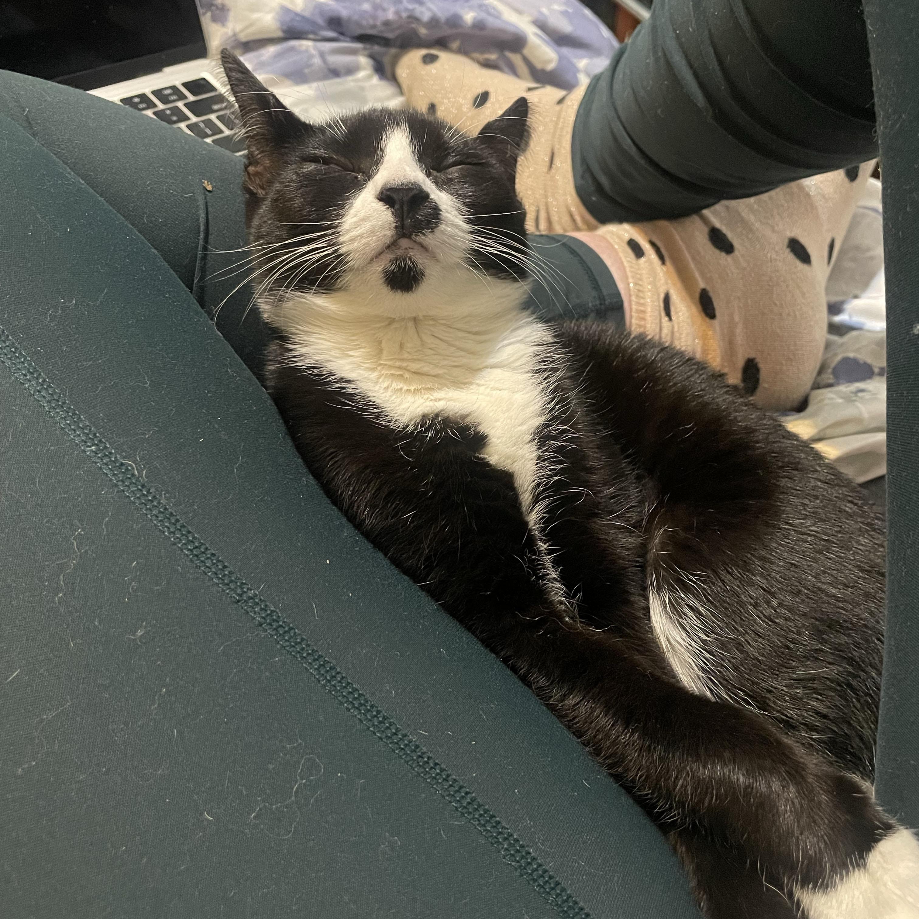 Enlarge Maine, a Adoptable Domestic Short Hair in BROOKLYN, NY image 4/6