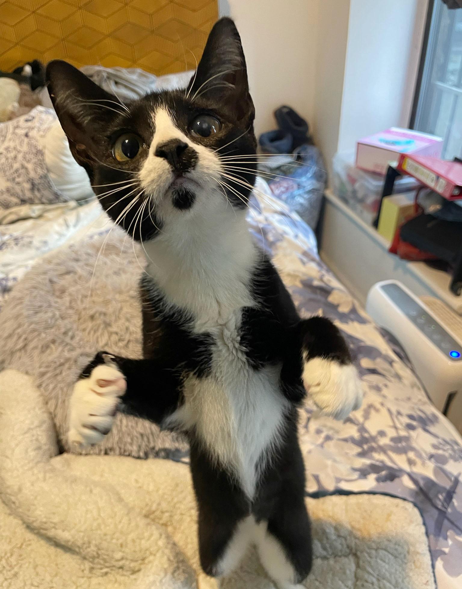 Enlarge Maine, a Adoptable Domestic Short Hair in BROOKLYN, NY image 5/6