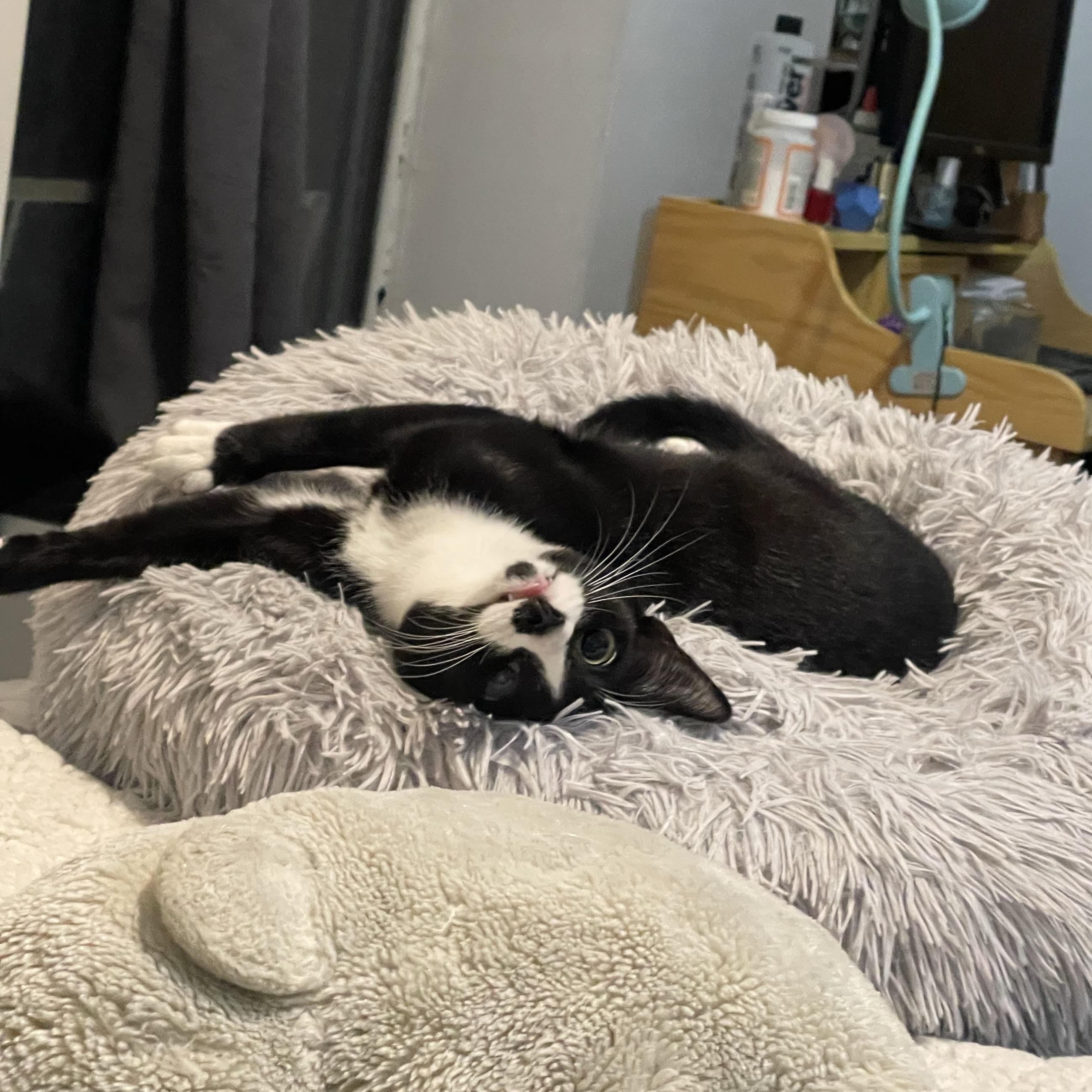 Enlarge Maine, a Adoptable Domestic Short Hair in BROOKLYN, NY image 6/6