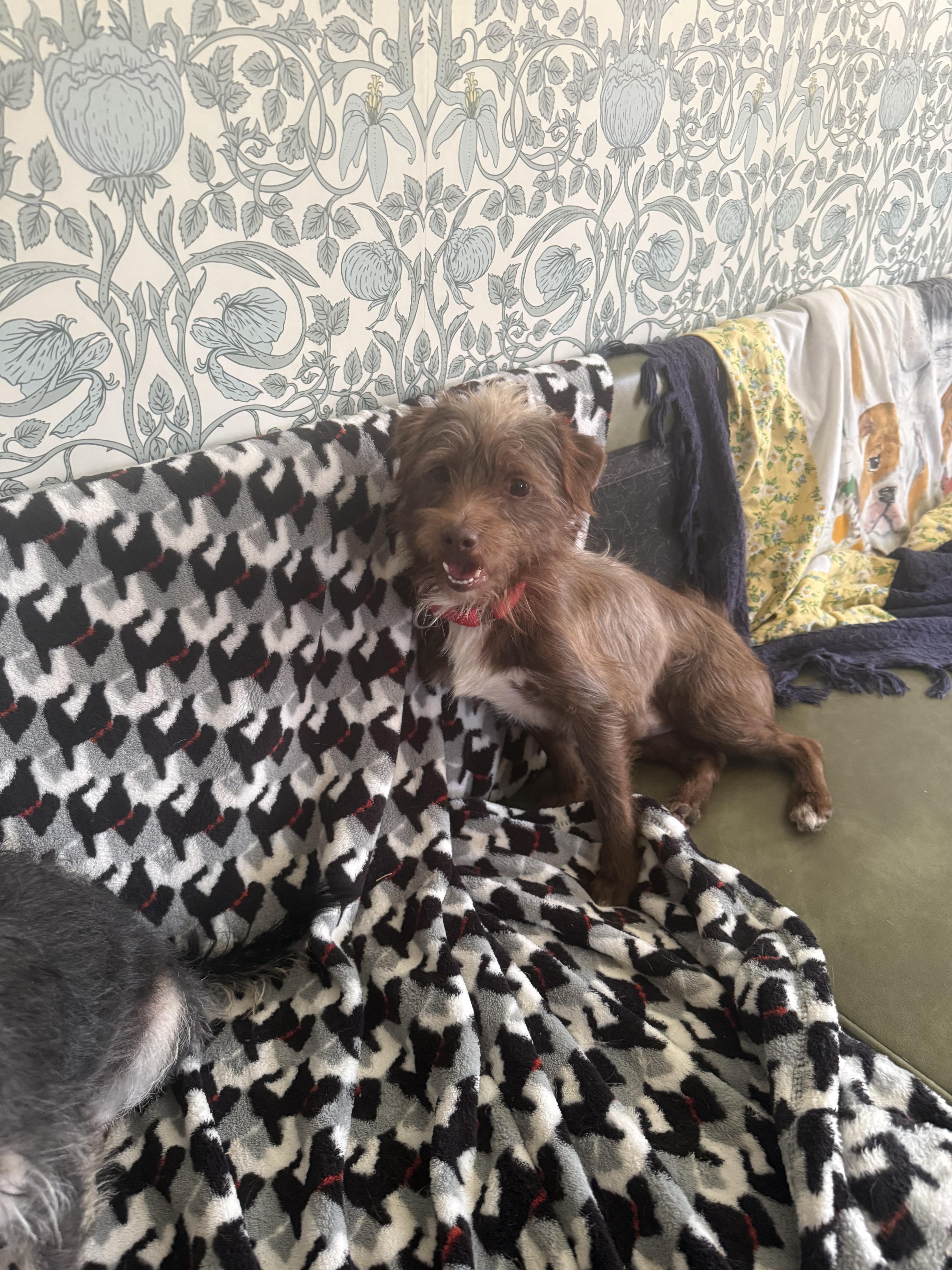 Enlarge MoccA , a ADOPTABLE mixed breed in Albany, NY image 3/4