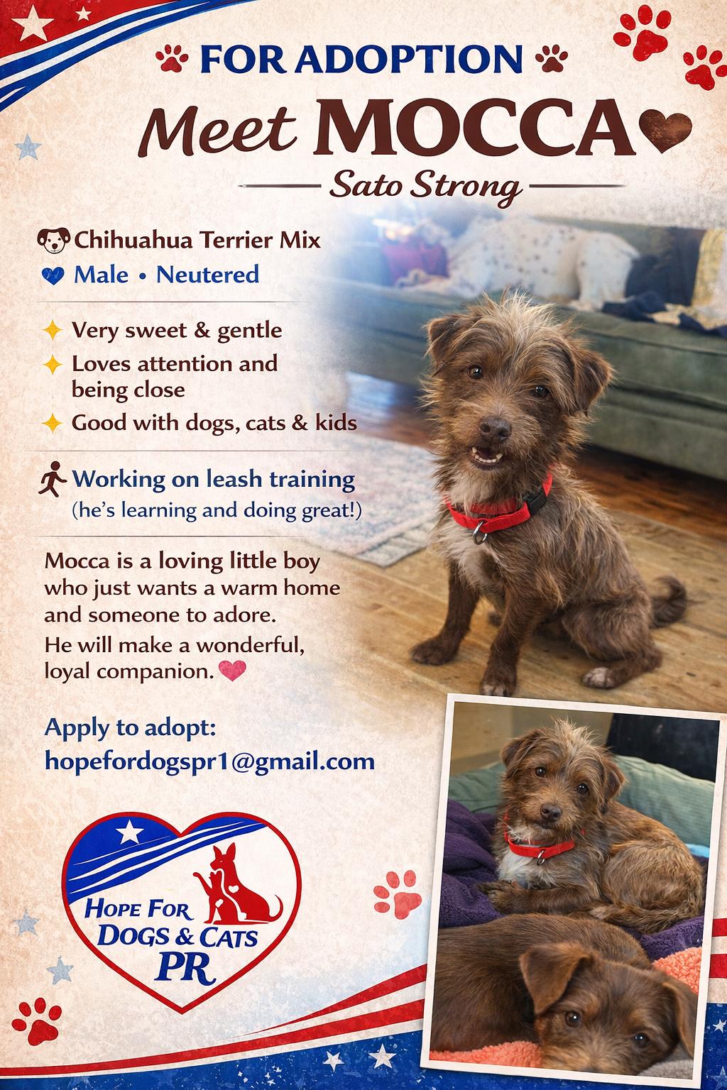 Enlarge MoccA , a ADOPTABLE mixed breed in Albany, NY image 1/4