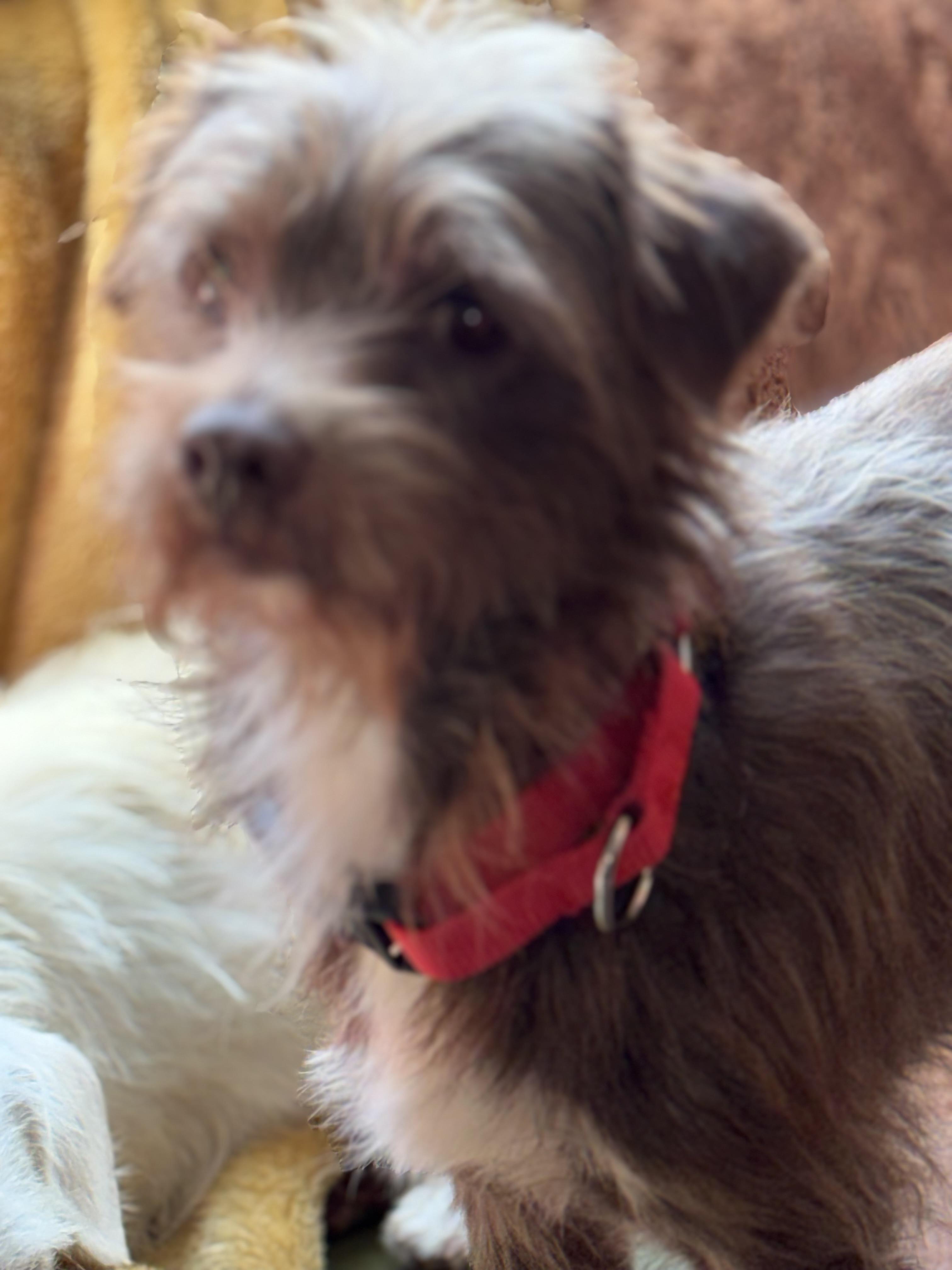 Enlarge MoccA , a ADOPTABLE mixed breed in Albany, NY image 4/4