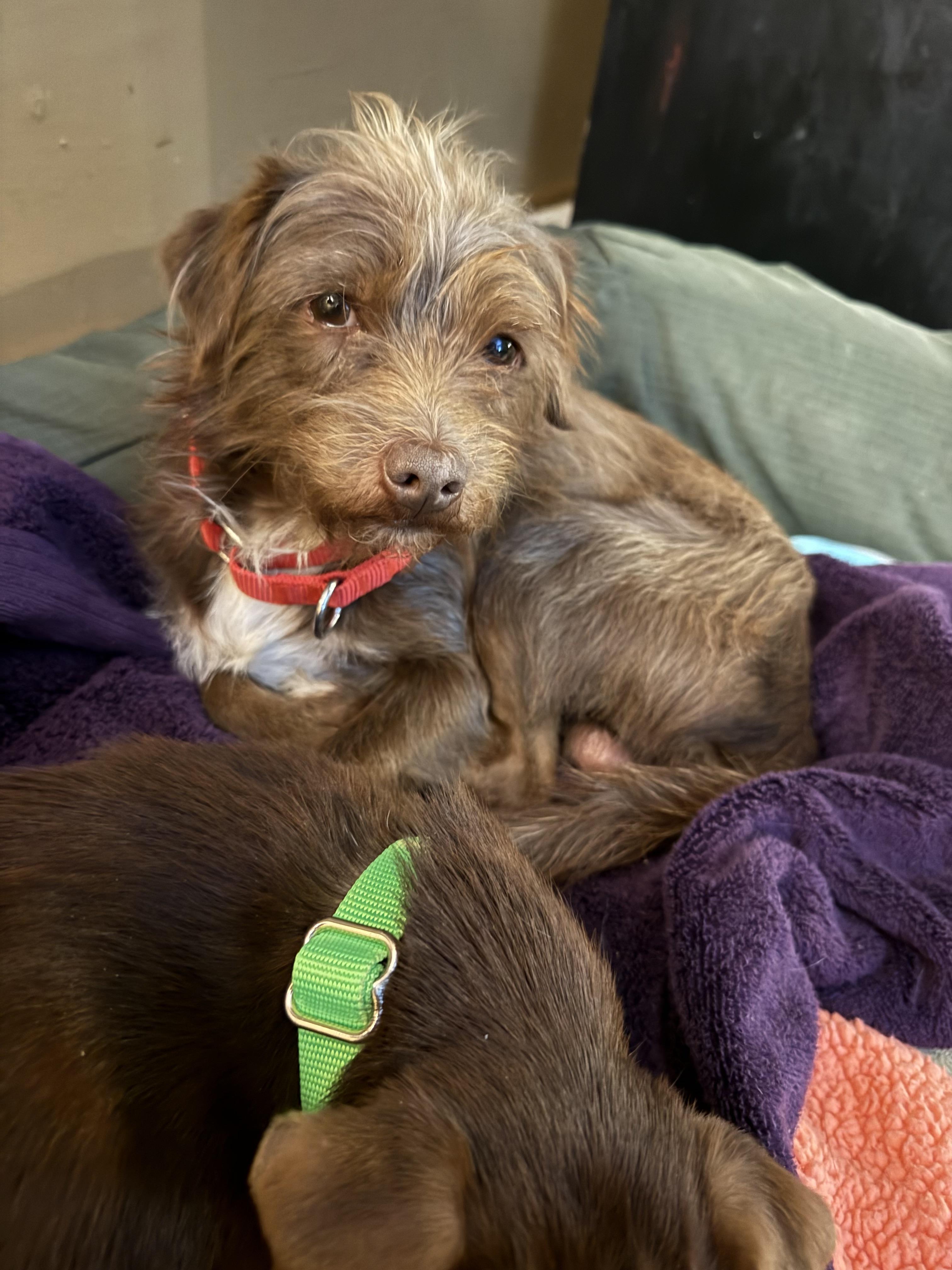 Enlarge MoccA , a ADOPTABLE mixed breed in Albany, NY image 2/4