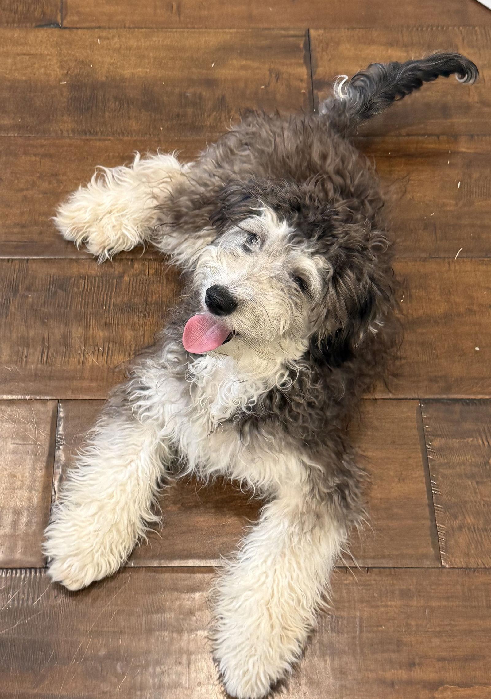 Waffles, Adoptable, Young Male Bernese Mountain Dog & Poodle.