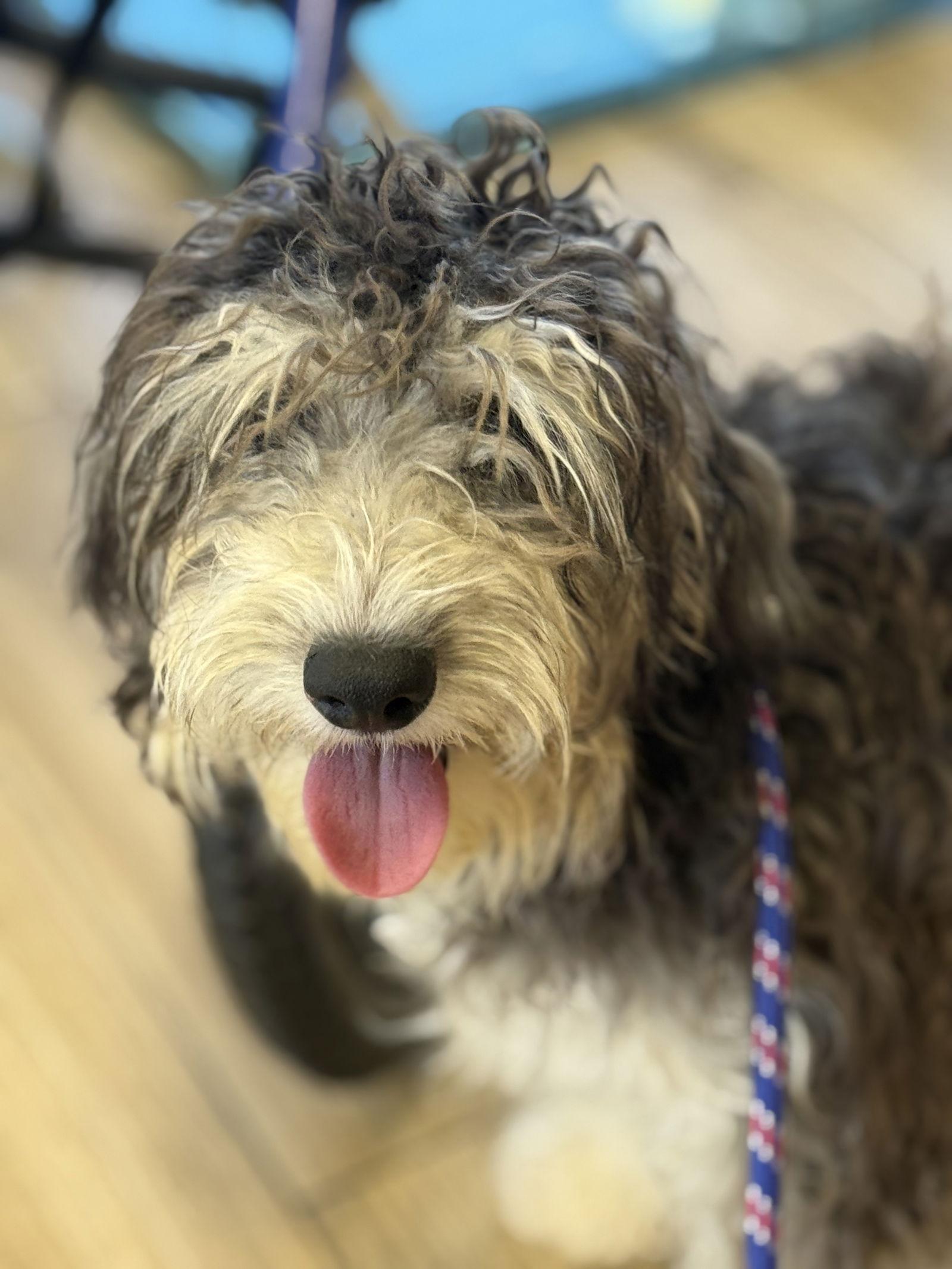 Enlarge Waffles, a Adoptable mixed breed in Valrico, FL image 3/3