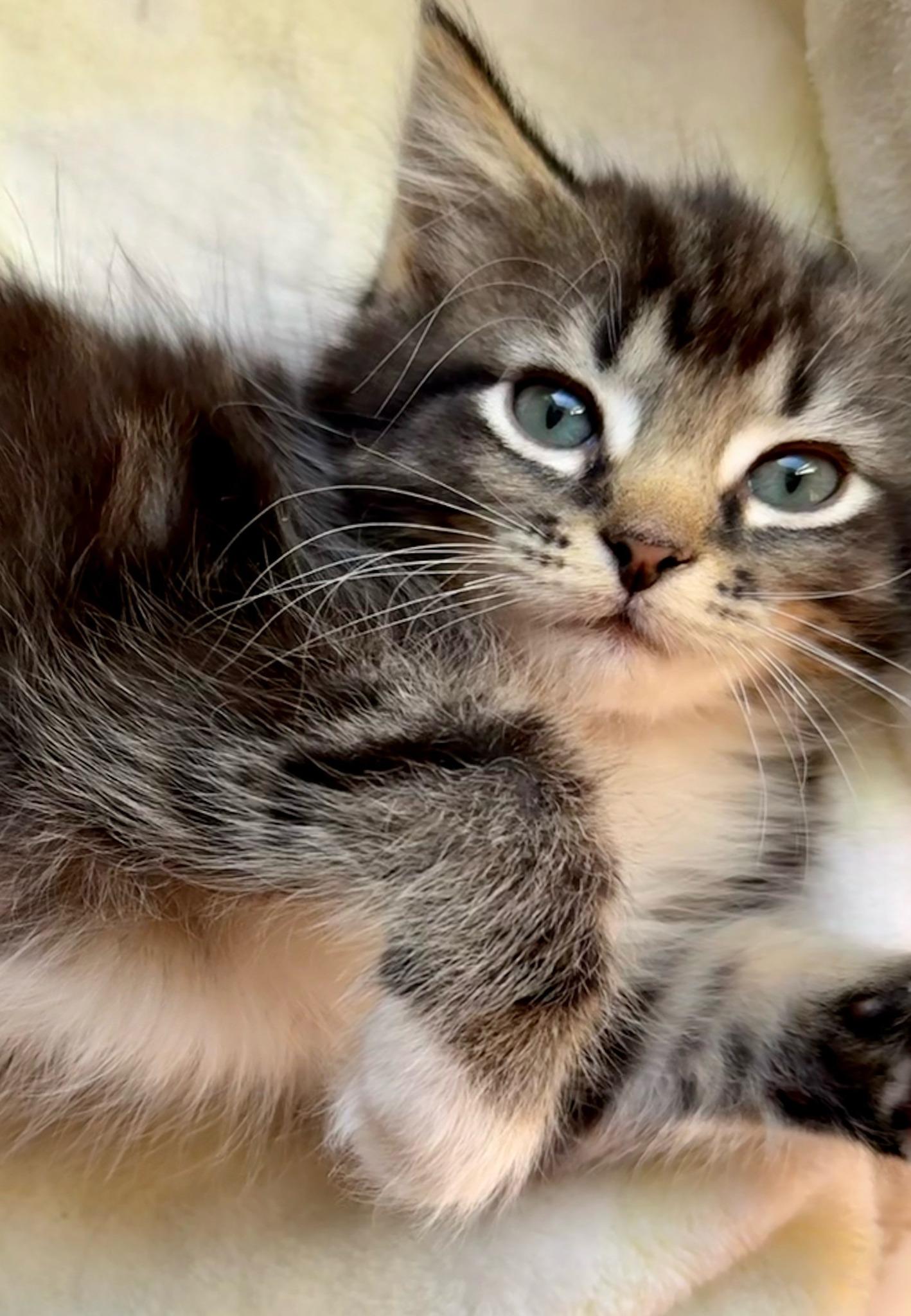 Falcon, Adopted, Kitten Male Domestic Medium Hair.