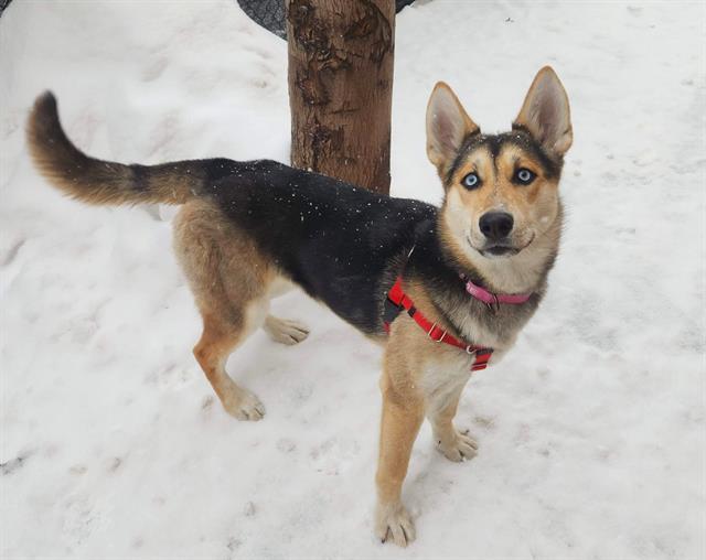 AMANDA, Adoptable, Young Female German Shepherd Dog & Husky.