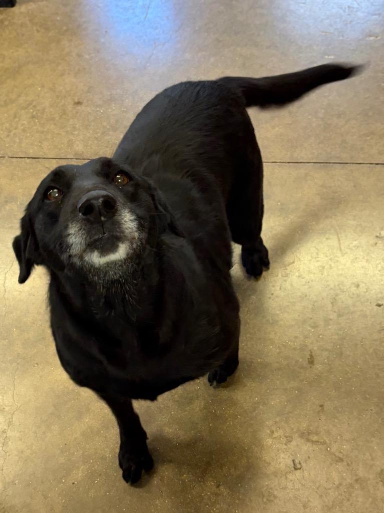 Maggie Lou, Adoptable, Adult Female Labrador Retriever & Mixed Breed.