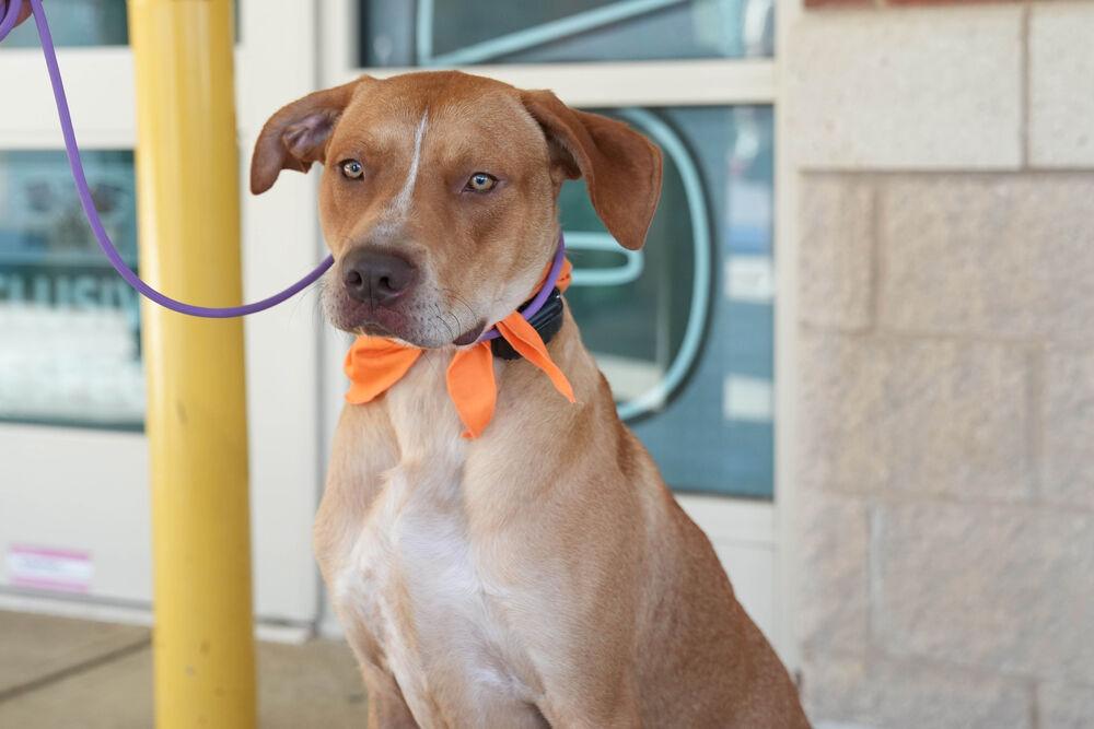 Wags, Adoptable, Adult Male Labrador Retriever & American Staffordshire Terrier.