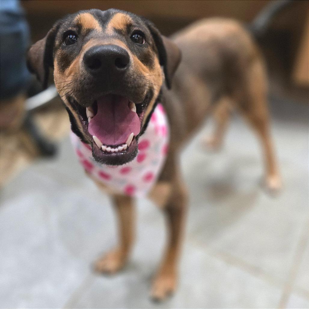 Cherry — thumbnail 3