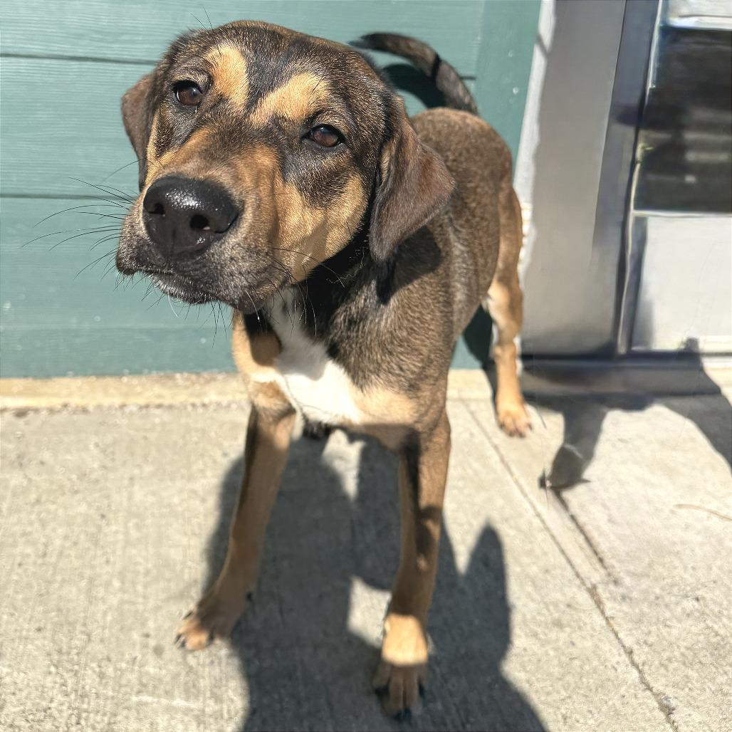 Cherry — thumbnail 4