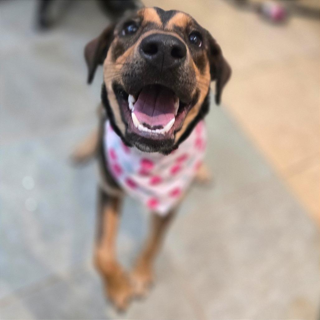 Cherry — thumbnail 6