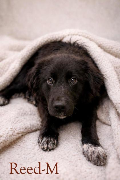 Enlarge Reed, a Adoptable mixed breed in Guntersville, AL image 1/1