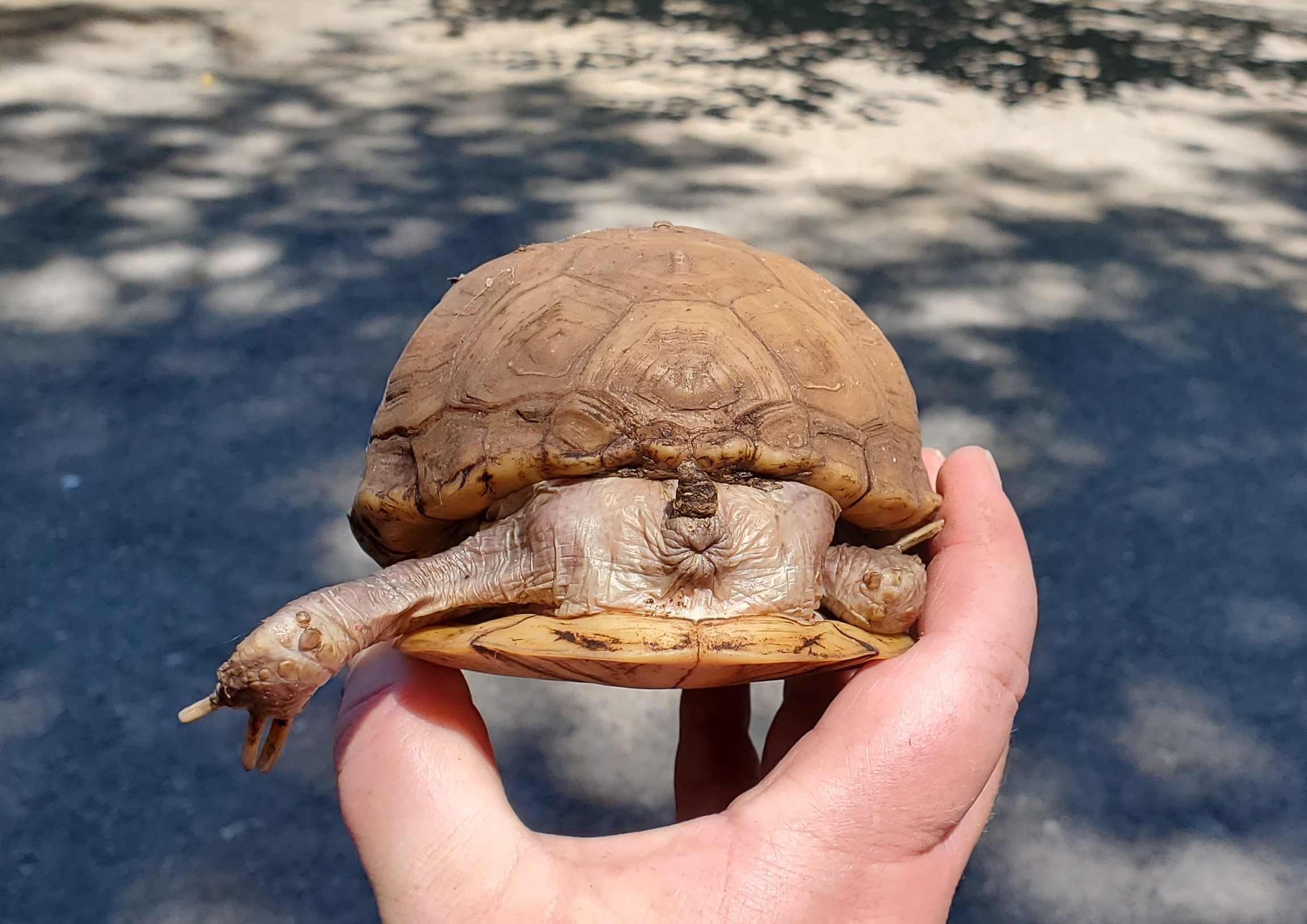 Cranberry Box Turtle, Adoptable, Adult Female Three-Toed Box.