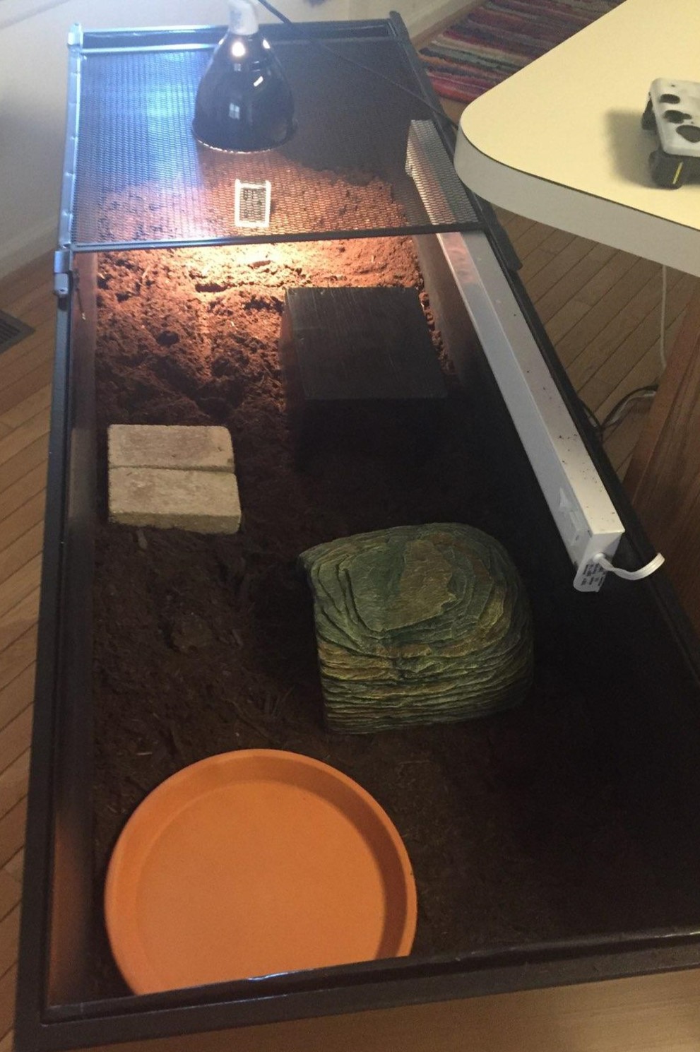 Cranberry Box Turtle, a Adoptable Three-Toed Box in Baltimore, MD image 2/6