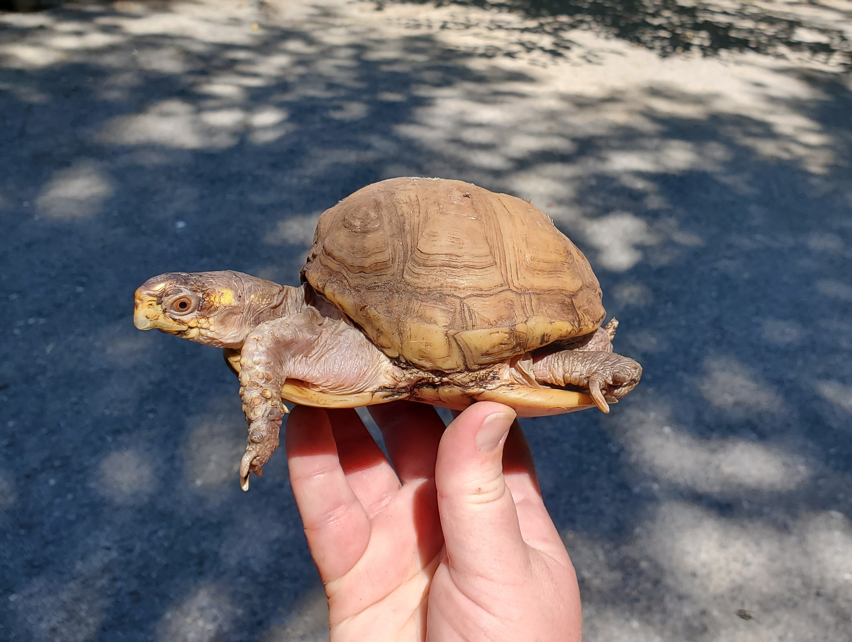 Cranberry Box Turtle, Adoptable, Adult Female Three-Toed Box.
