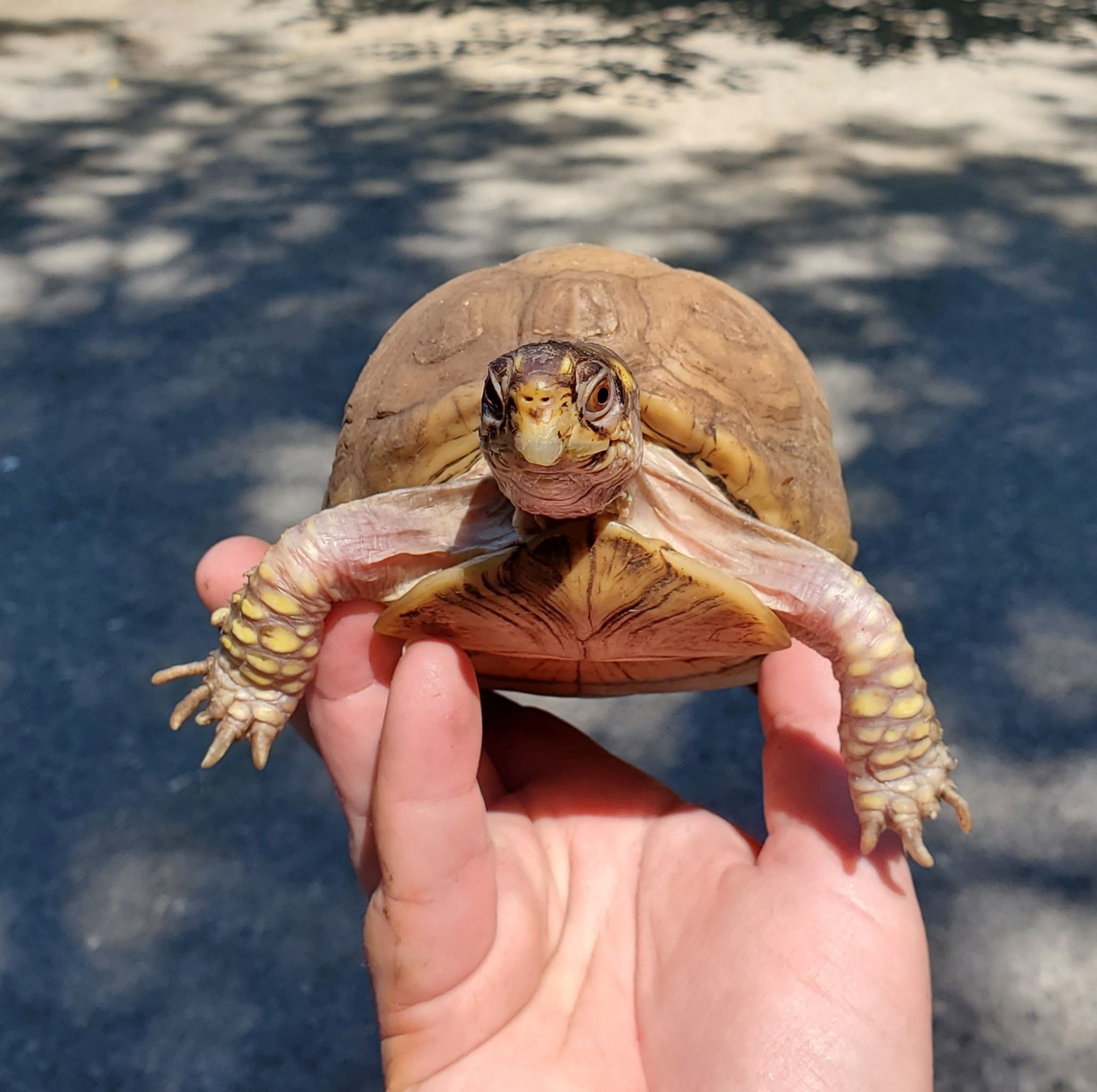 Cranberry Box Turtle, a Adoptable Three-Toed Box in Baltimore, MD image 4/6