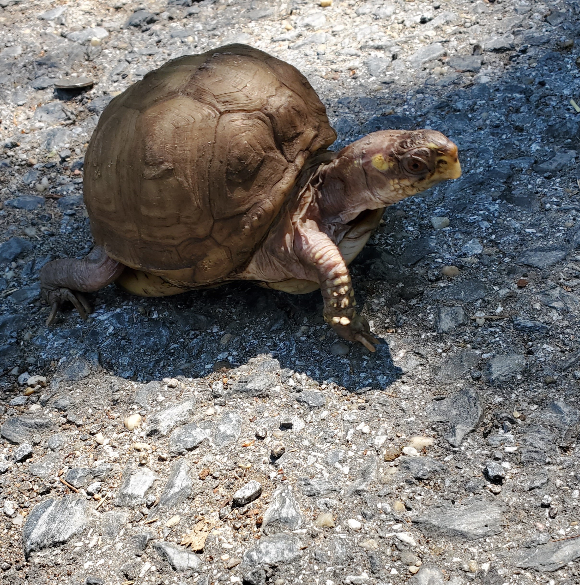 Cranberry Box Turtle, a Adoptable Three-Toed Box in Baltimore, MD image 6/6