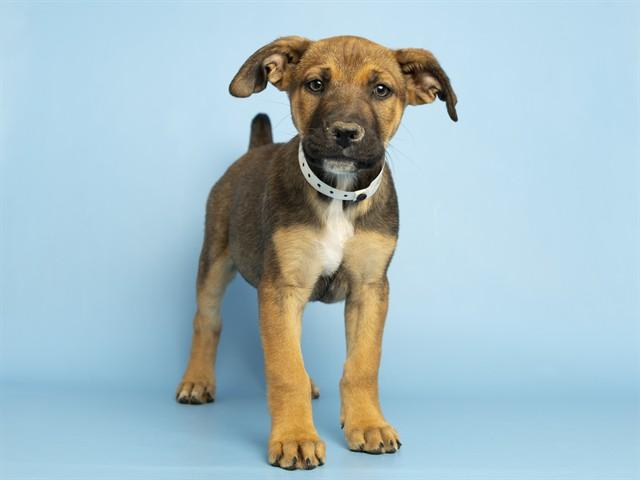BLOSSOM, Adoptable, Puppy Female German Shepherd Dog.