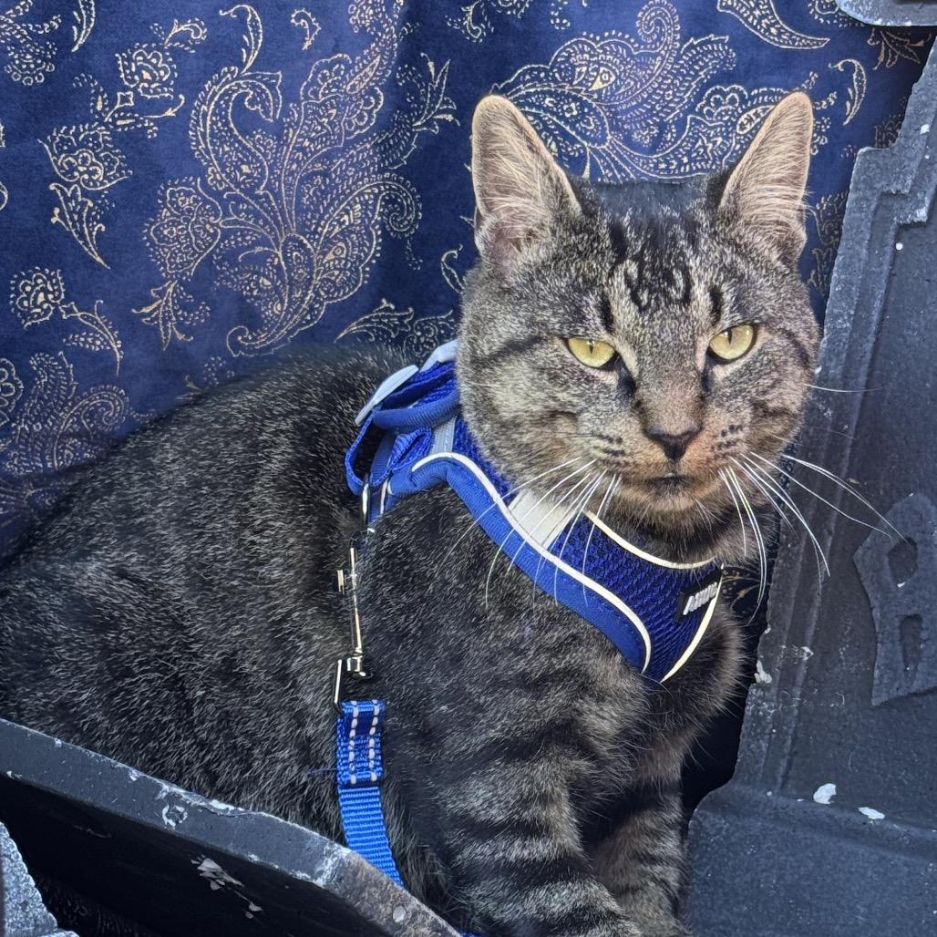 Felix, a Adoptable Domestic Short Hair in Blairsville, GA image 1/4