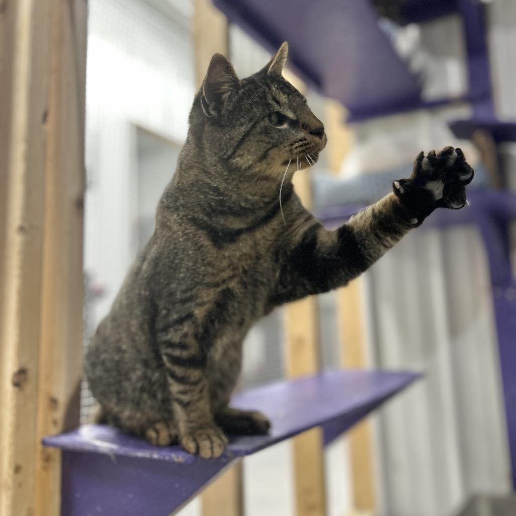 Felix, a Adoptable Domestic Short Hair in Blairsville, GA image 2/4