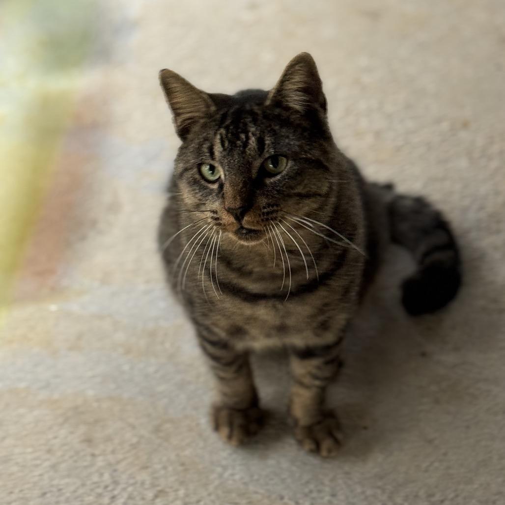 Felix, a Adoptable Domestic Short Hair in Blairsville, GA image 3/4