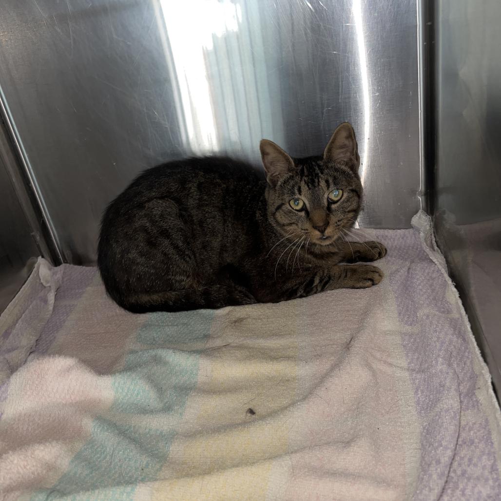 Felix, Adoptable, Adult Male Domestic Short Hair.