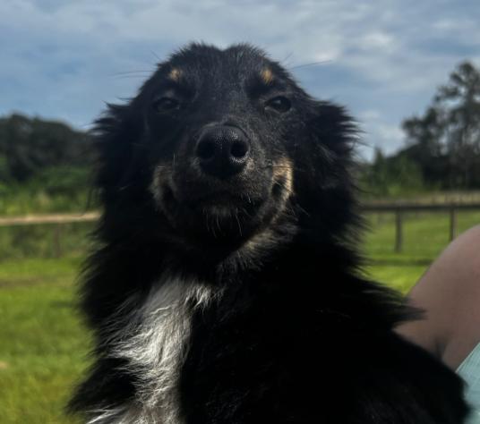 Margo (mini Aussie mix)